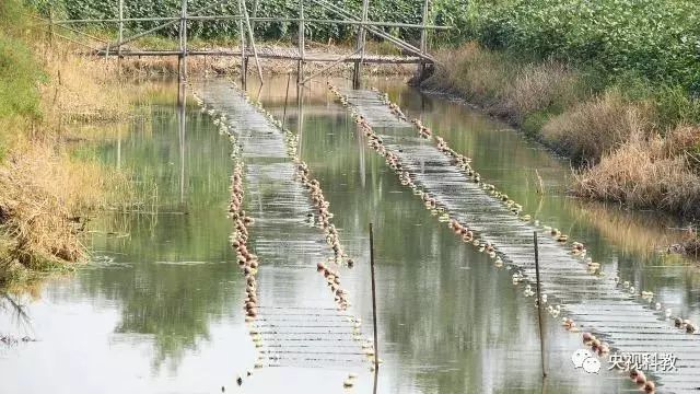 ���ι���|UB8���ι���|��������δ��