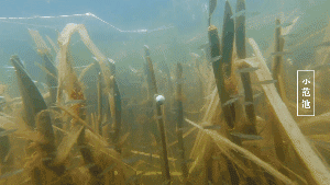 ���ι���|UB8���ι���|��������δ��