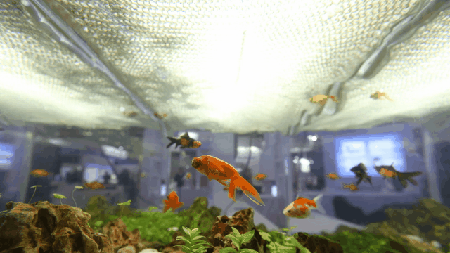 ���ι���|UB8���ι���|��������δ��