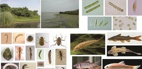 ˮ��̬�޸����۱�׼���ۺ������������ƶ�