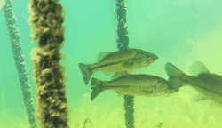 ���ι���|UB8���ι���|��������δ��