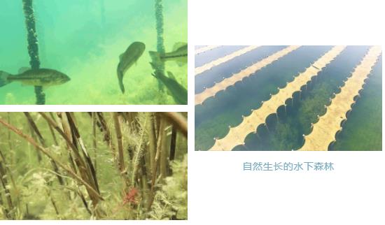 ���ι���|UB8���ι���|��������δ��