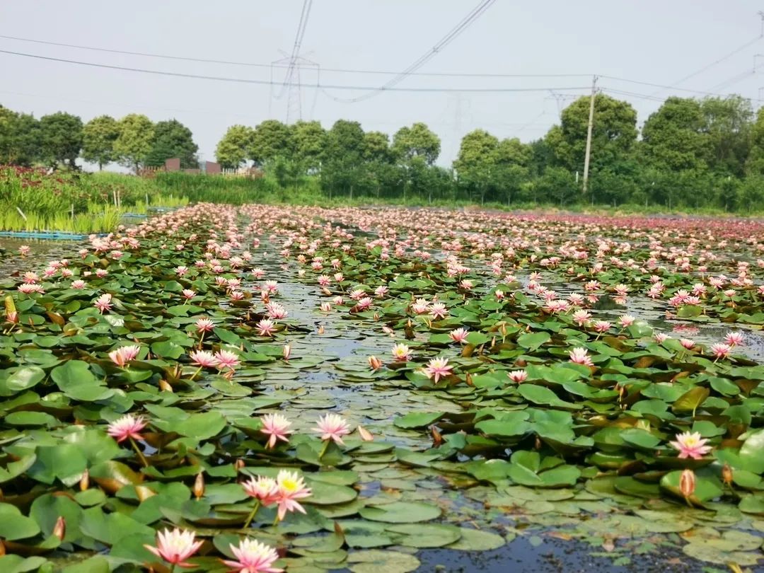 ����С���õ�22�� | ��Ҫ��ʪ��ֲ�����