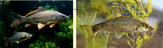 �˹���ˮ��̬ϵͳ�Ĺ���Ҫ�죨����