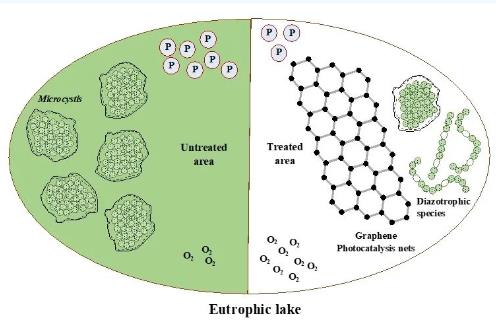 ���ϴ�ѧ�Ż����о��Ŷӽ���ʯīϩ��߻����նԸ���Ⱦ��Ӫ��������ˮ������ʵ���о�Ч��