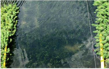 ����С���õ�25�� | �˹���ˮ��̬ϵͳ�Ĺ���Ҫ�죨����