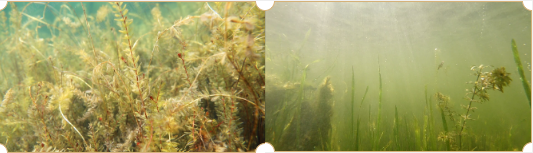 �˹���ˮ��̬ϵͳ�Ĺ���Ҫ�죨����