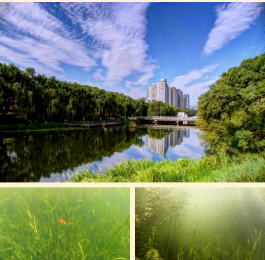 ����С���õ�26�� | �˹���ˮ��̬ϵͳ�Ĺ���Ҫ�죨����