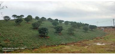 �Ĵ�����ľ���Ӻڳ�ˮ�ۺ�������Ŀ����