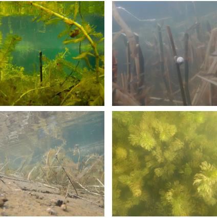 ̸ˮ��ֲ��Ӧ���г����ļ�������